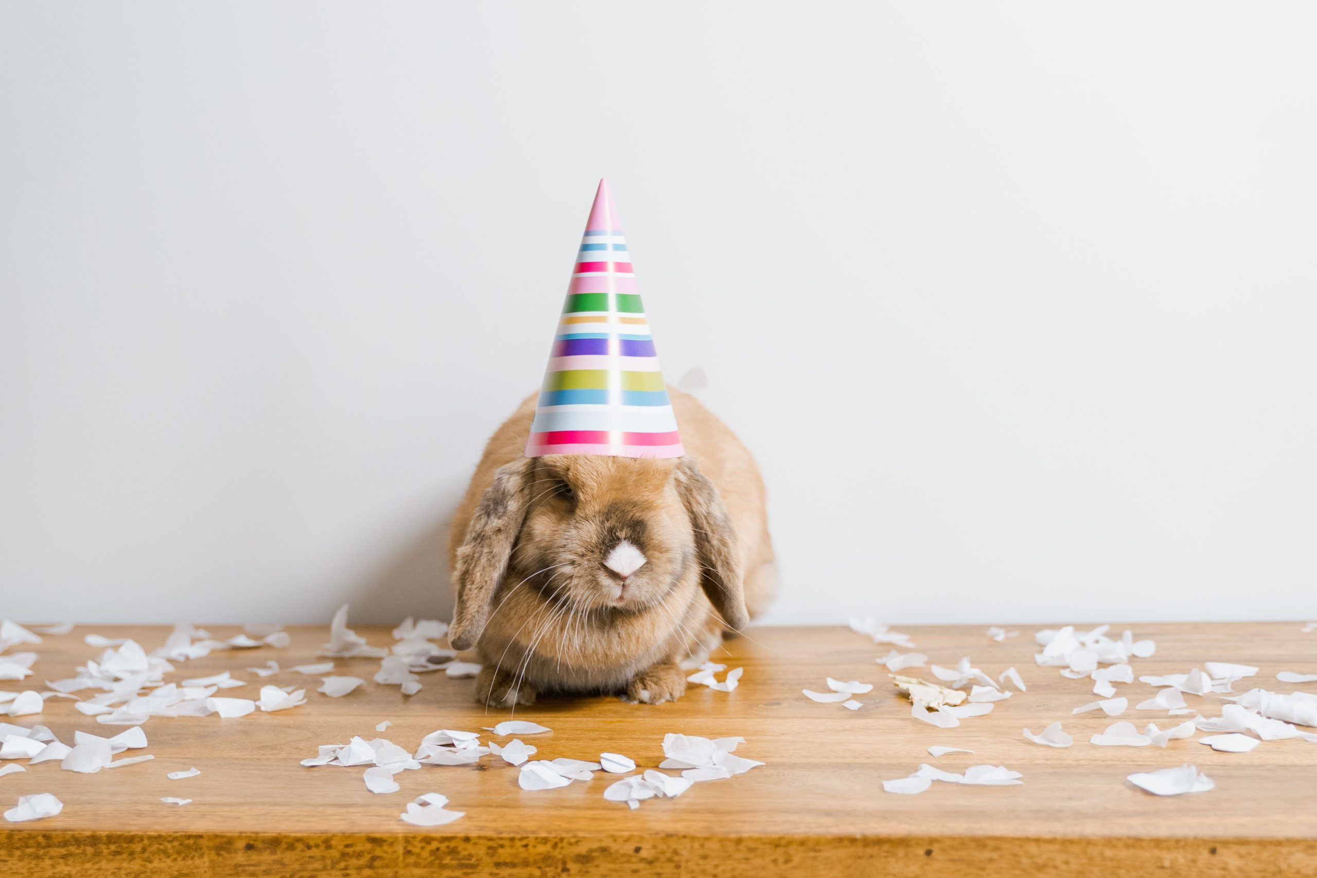 Holland Lop: Complete Breed Guide, Care, Diet, Health, and Personality